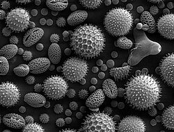 ASTM E986: Standard Practice for SEM Beam Size Characterization