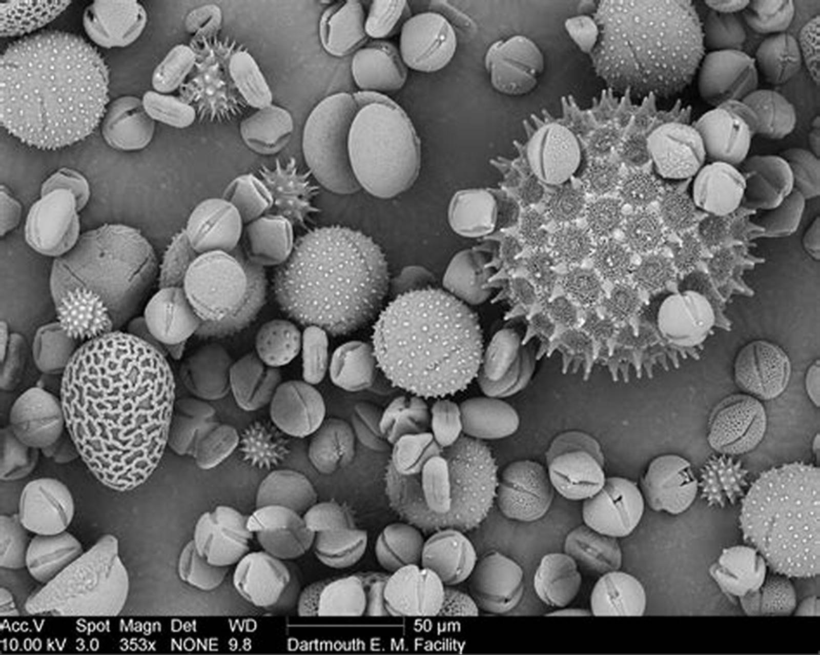 ASTM E986: Standard Practice for SEM Beam Size Characterization